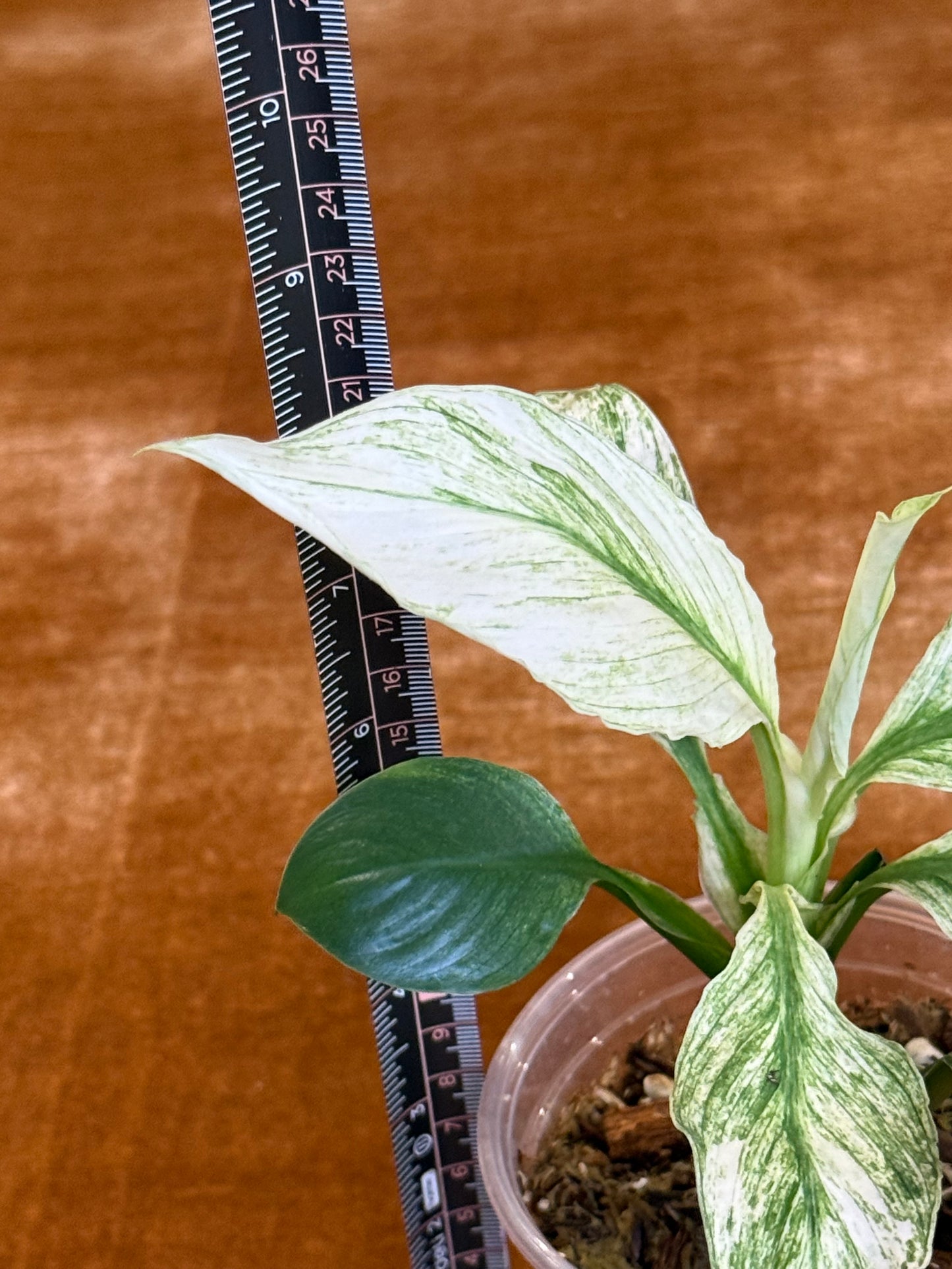 Spathiphyllum Sensation Variegated plant