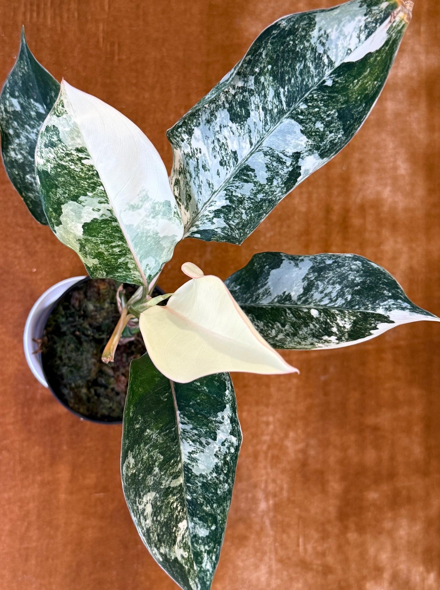 Aglaonema Siam Jade Variegated ~ rare plant