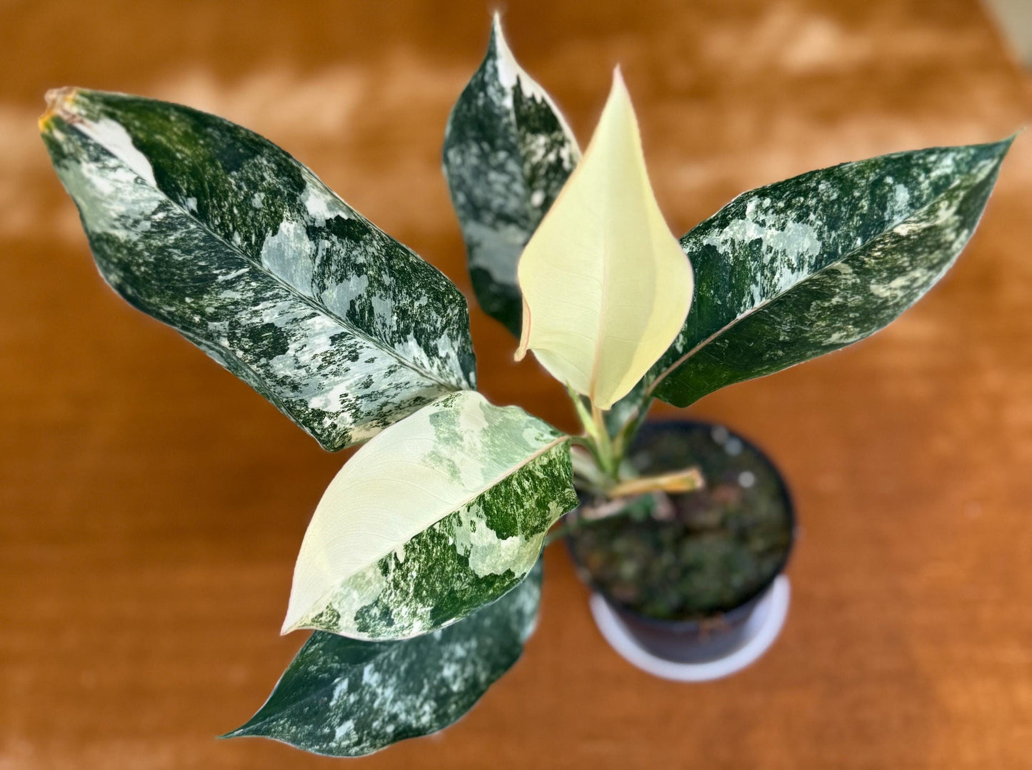 Aglaonema Siam Jade Variegated ~ rare plant