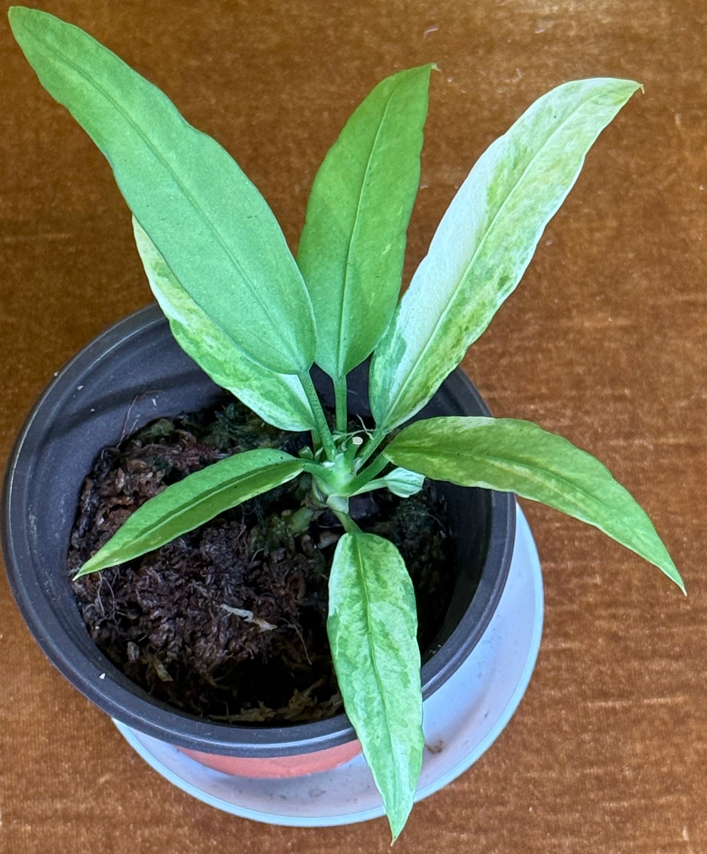 Anthurium vittariifolium variegated