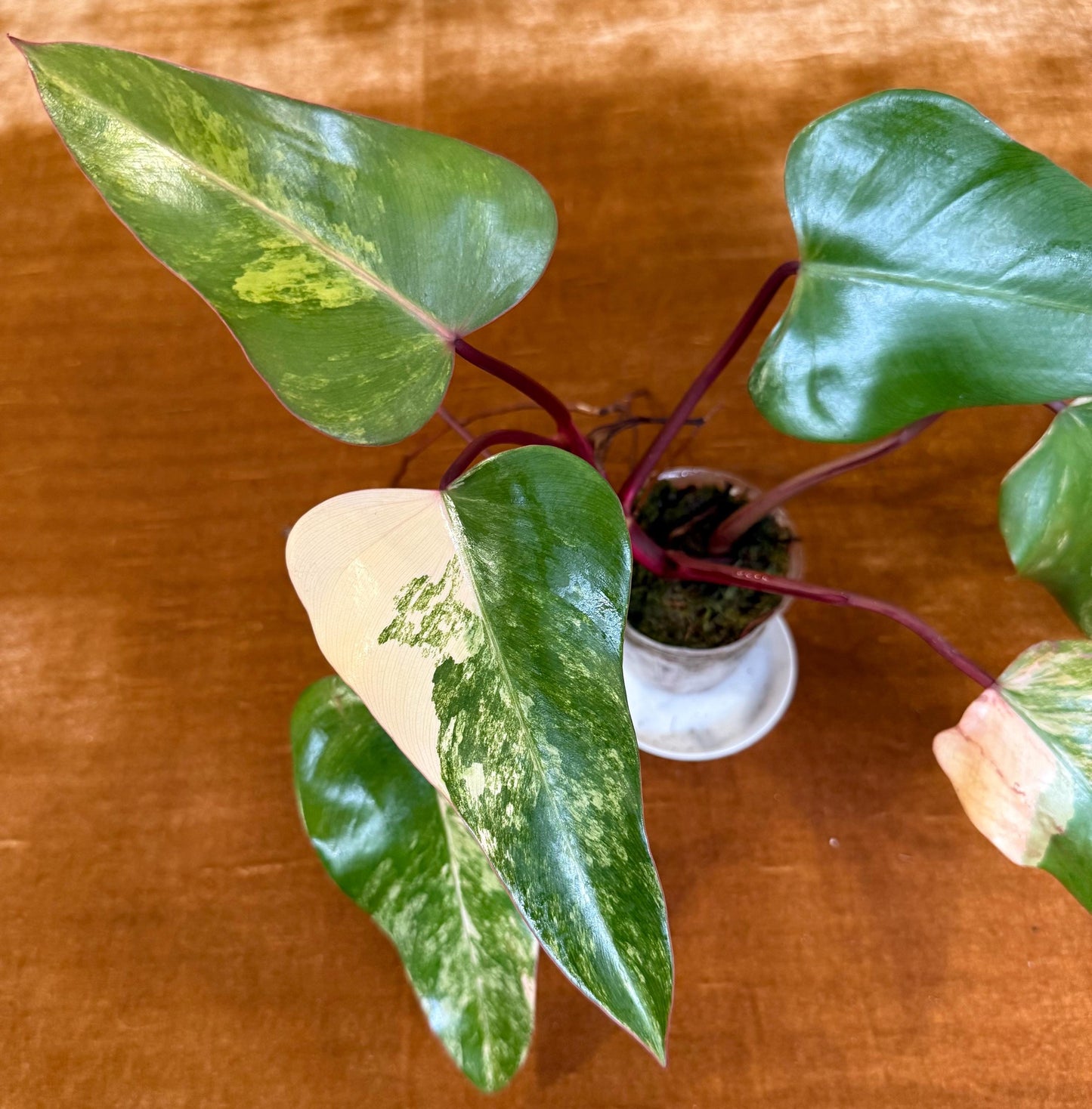 Philodendron Strawberry Shake