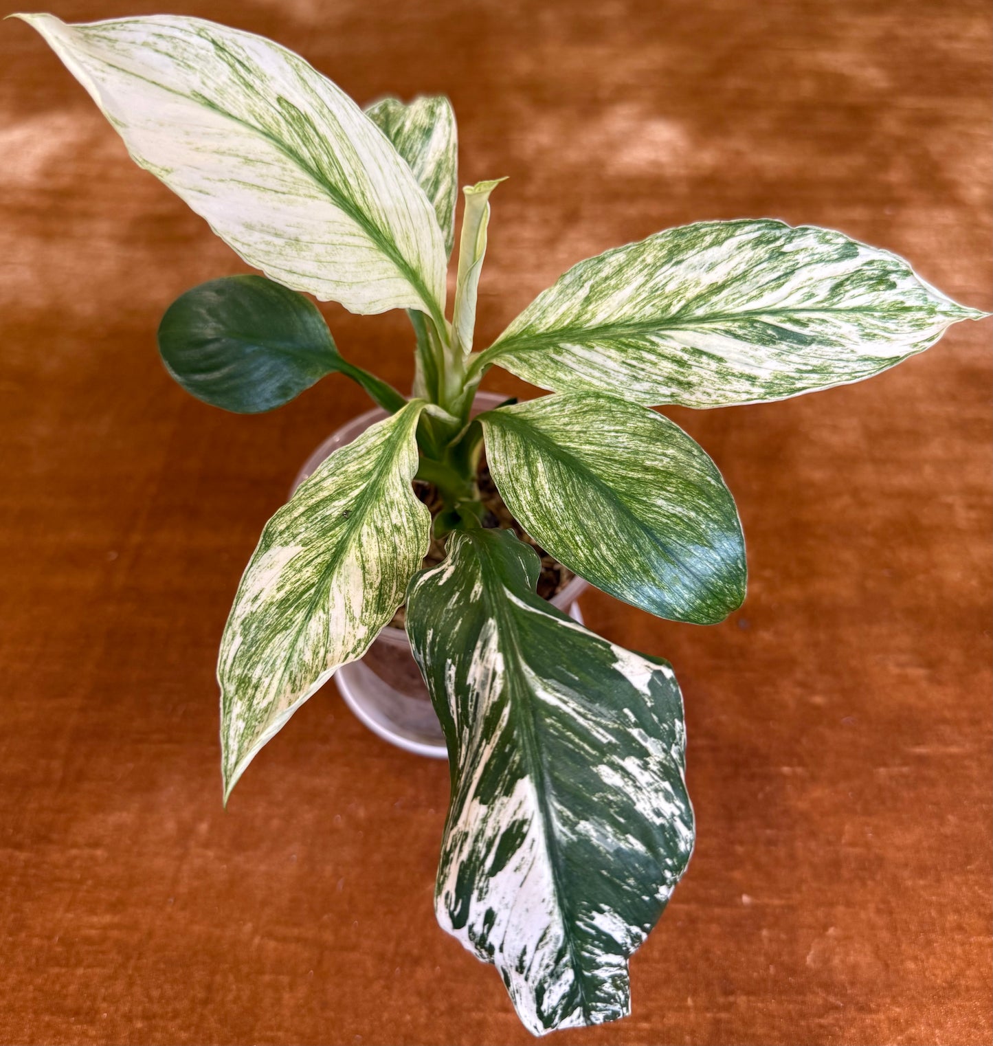 Spathiphyllum Sensation Variegated plant
