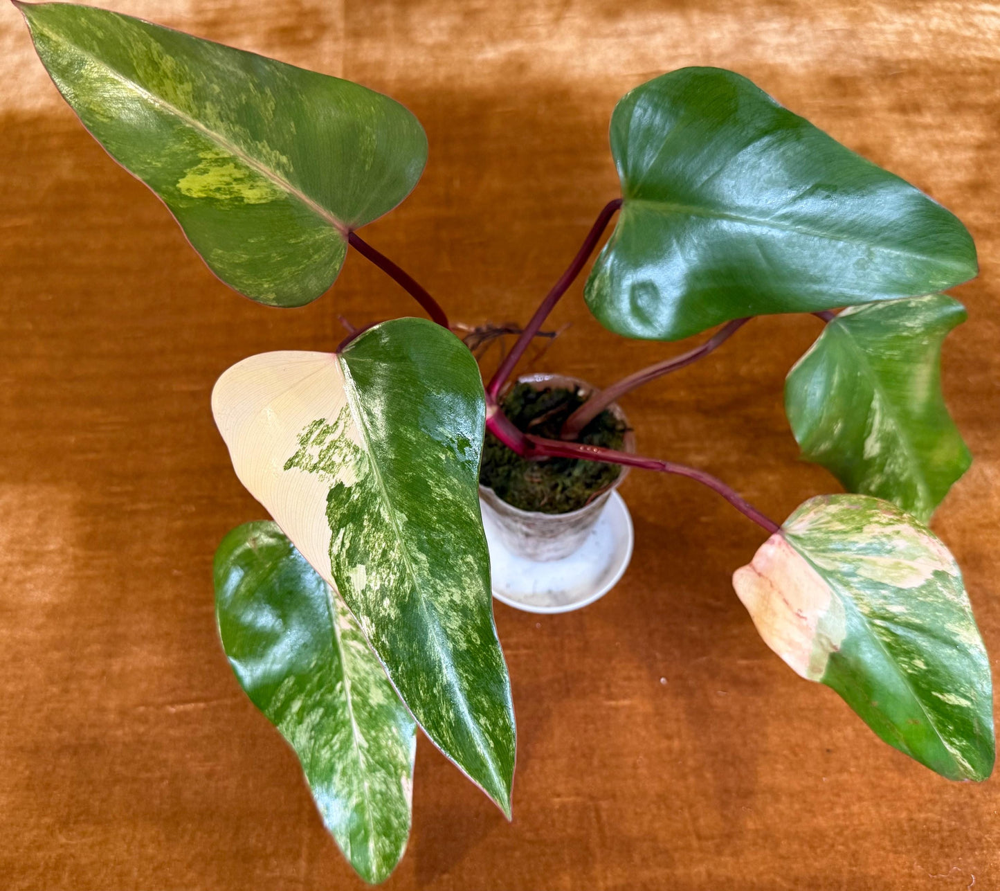 Philodendron Strawberry Shake