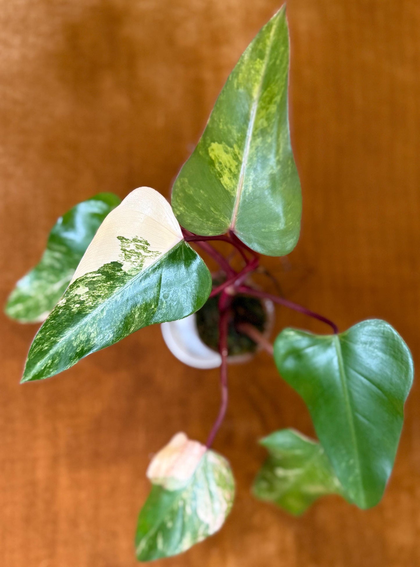 Philodendron Strawberry Shake