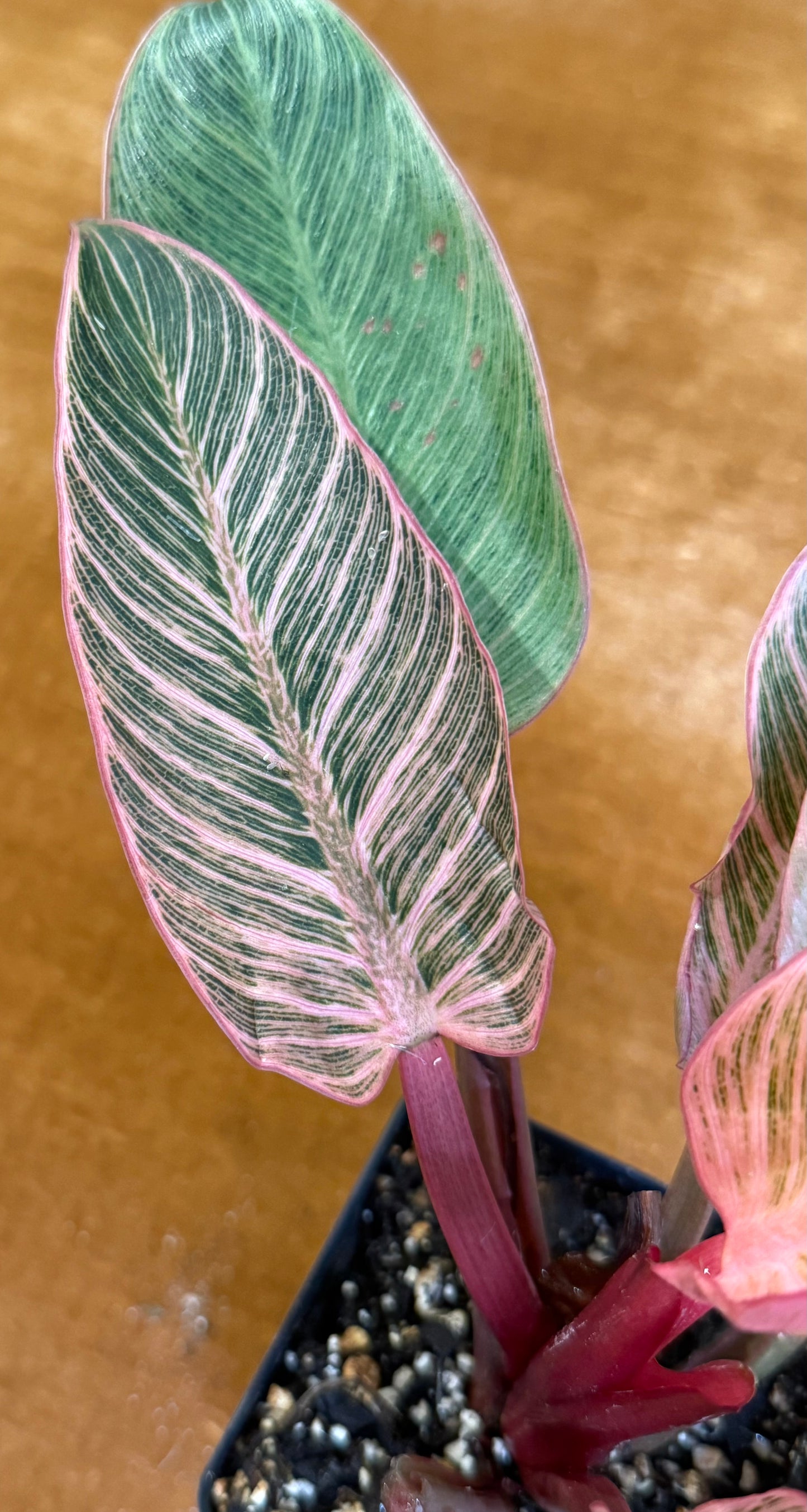 Philodendron Birkin Pink Variegated houseplant