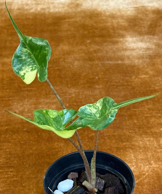 Alocasia Stingray Variegated