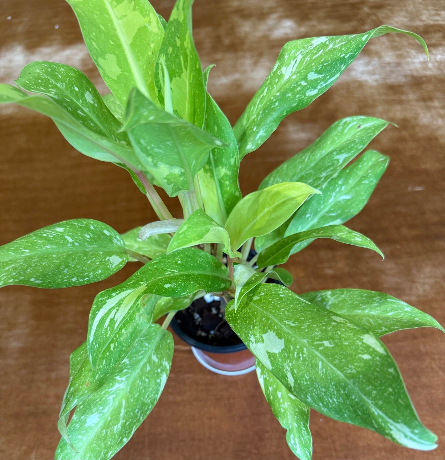 Philodendron Thai Sunrise Galaxy plant