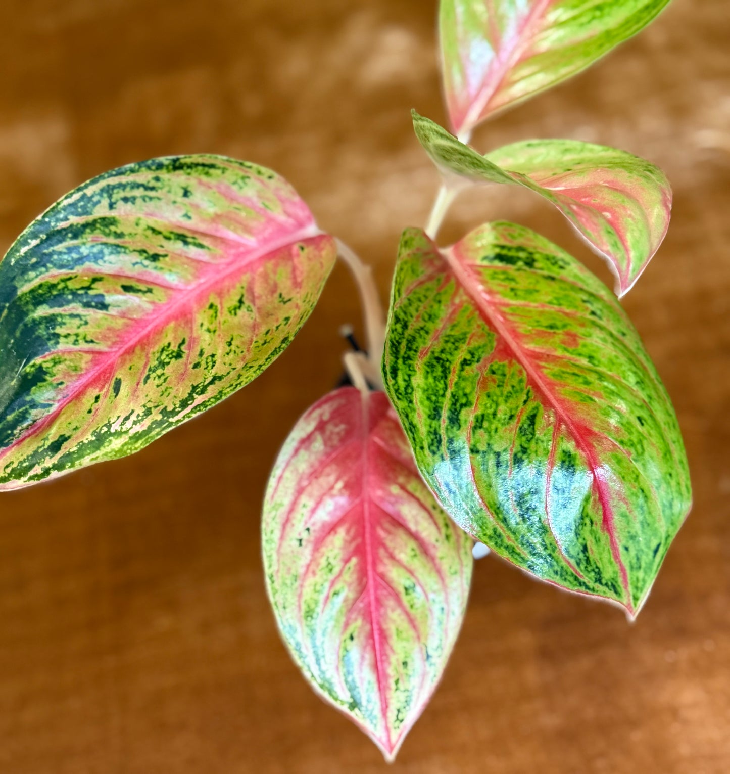 Rare Aglaonema Andini Plant - 4 Inch Pot