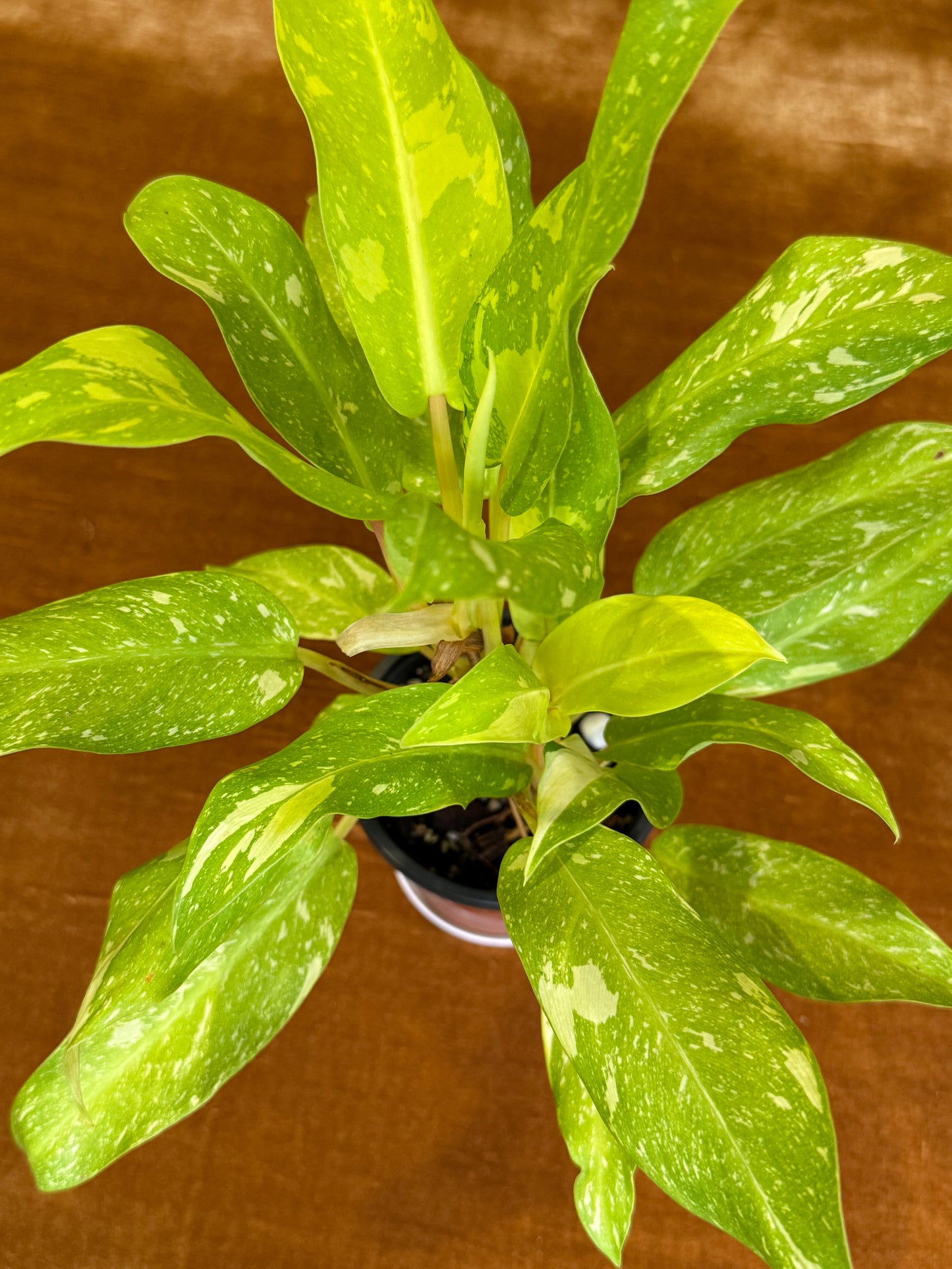 Philodendron Thai Sunrise Galaxy plant