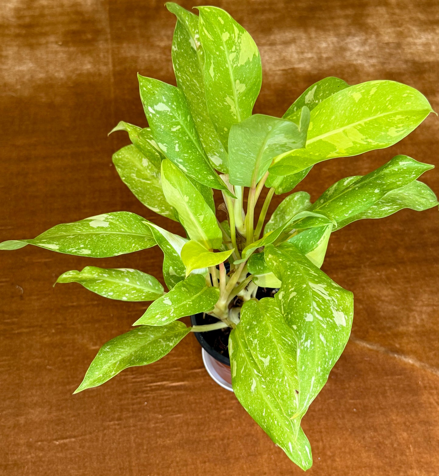 Philodendron Thai Sunrise Galaxy plant