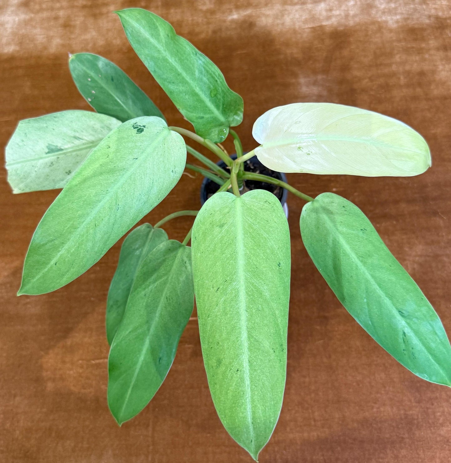 Philodendron Whipple Way~ full plant