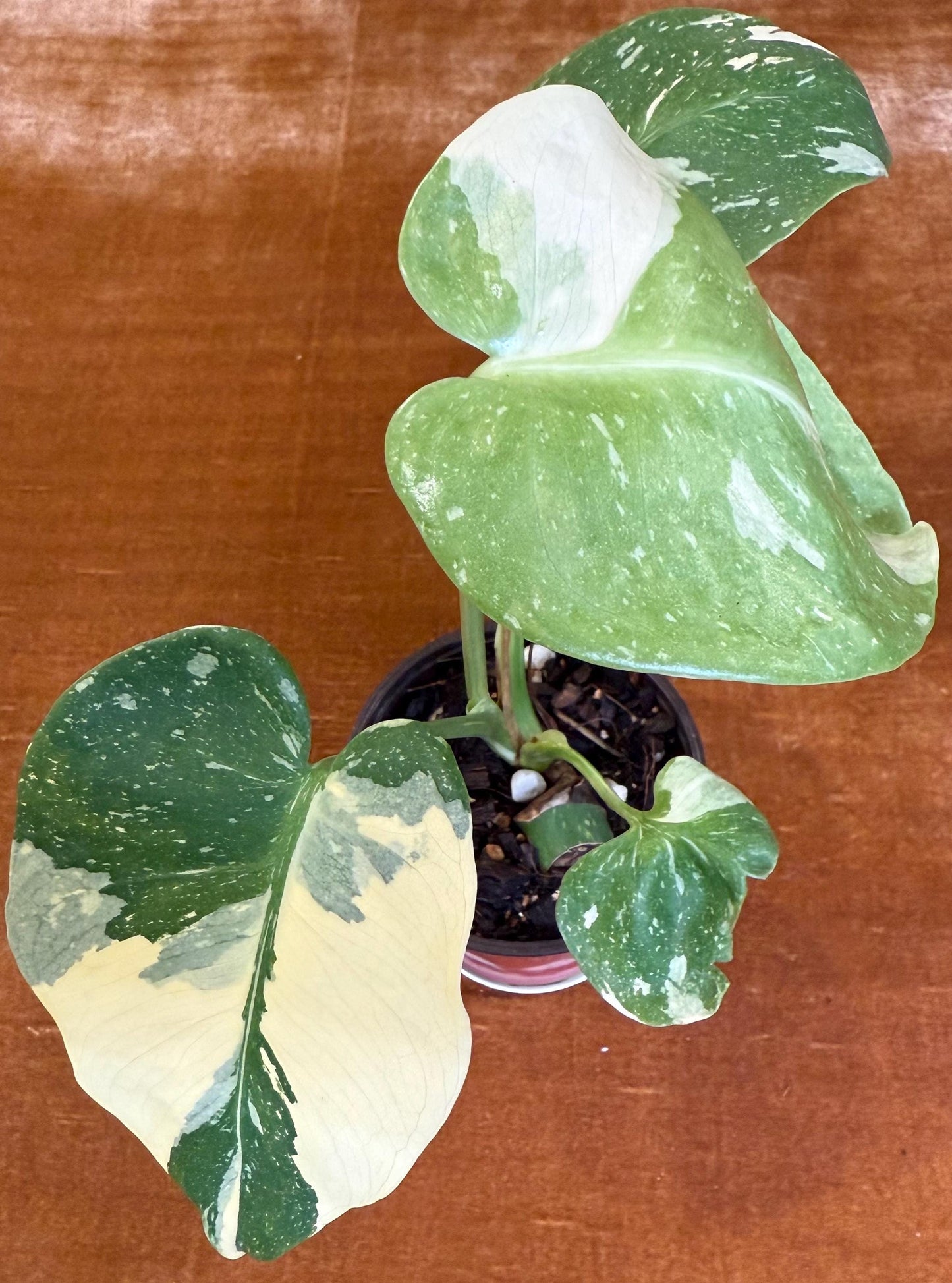 Monstera Crème Brûlée