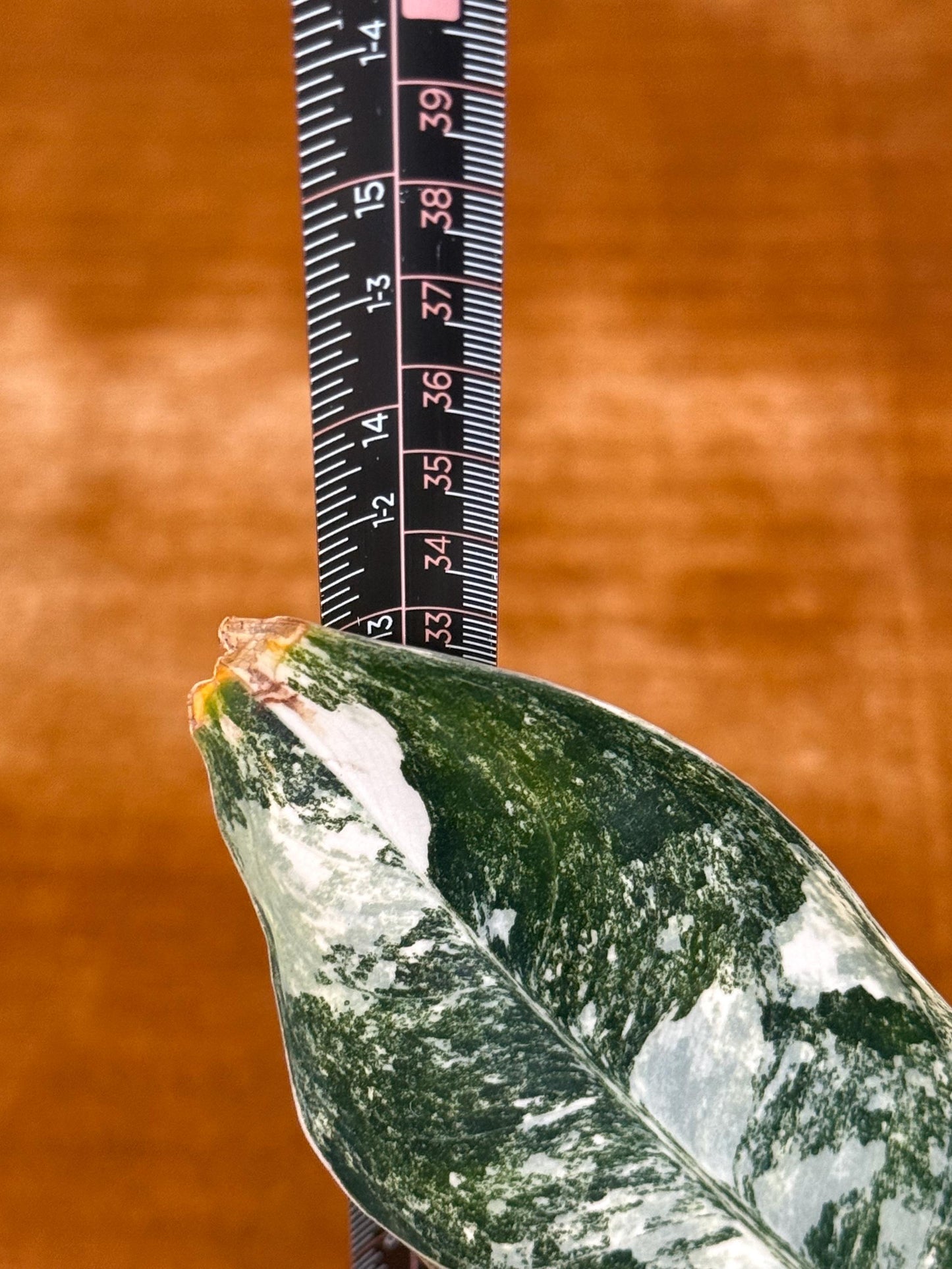 Aglaonema Siam Jade Variegated ~ rare plant