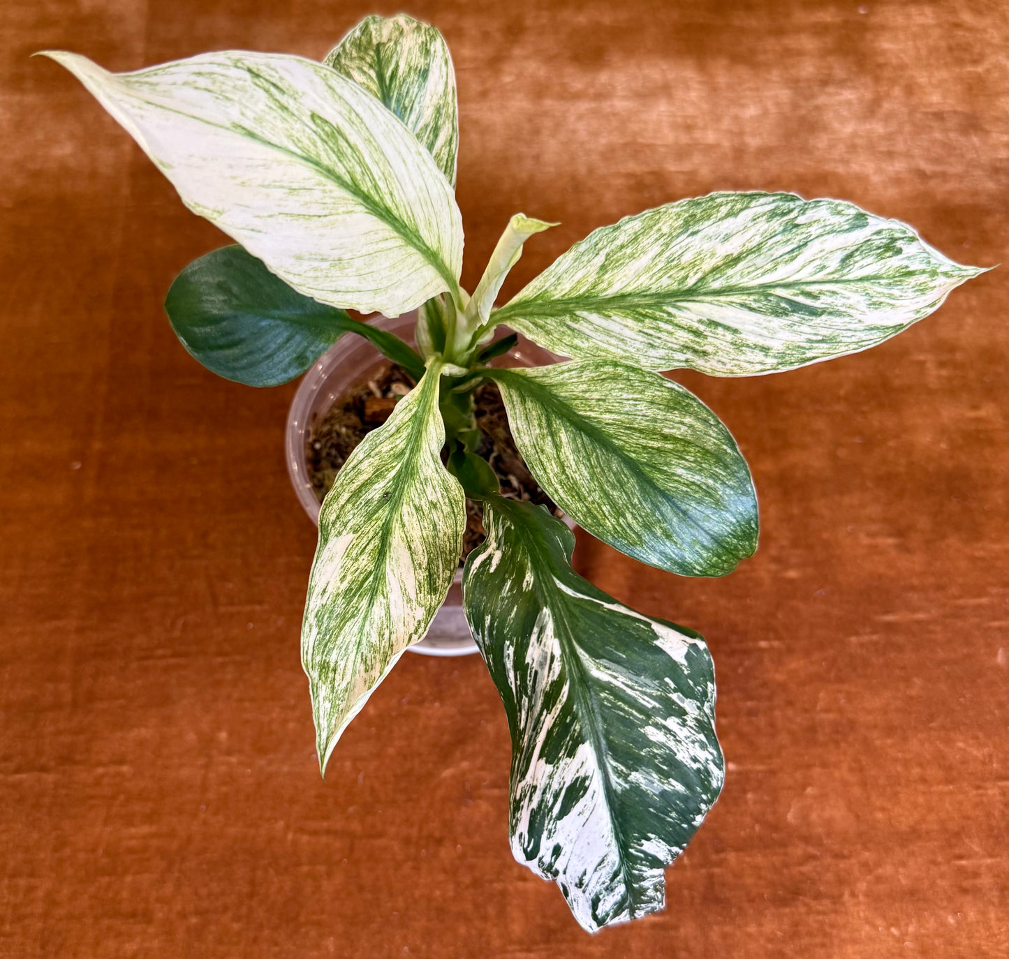 Spathiphyllum Sensation Variegated plant