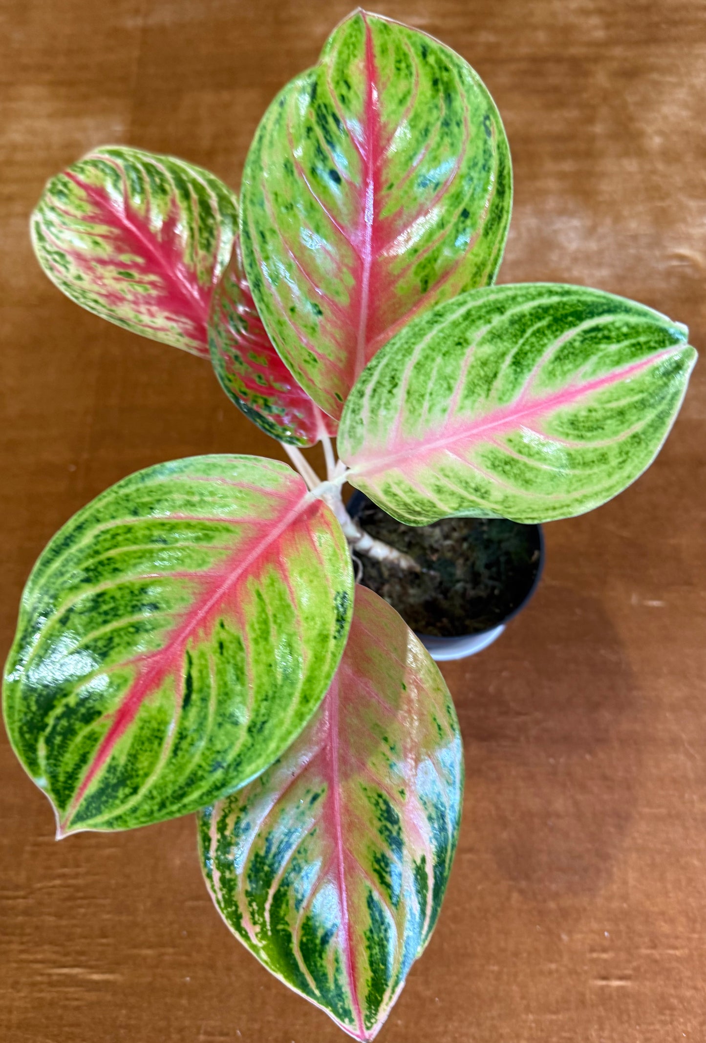 Rare Aglaonema Andini Plant - 4 Inch Pot