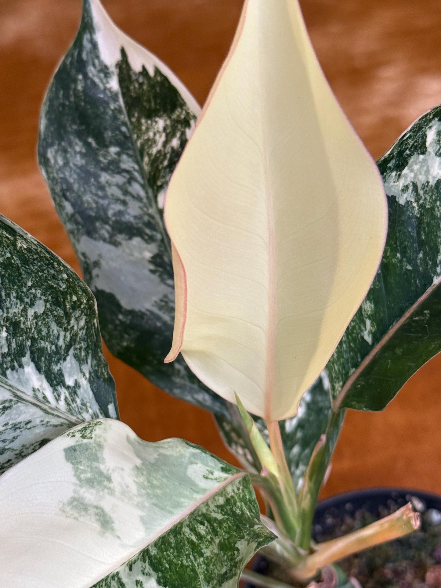 Aglaonema Siam Jade Variegated ~ rare plant