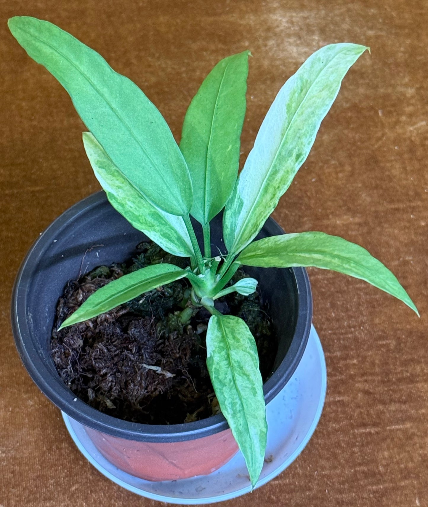 Anthurium vittariifolium variegated