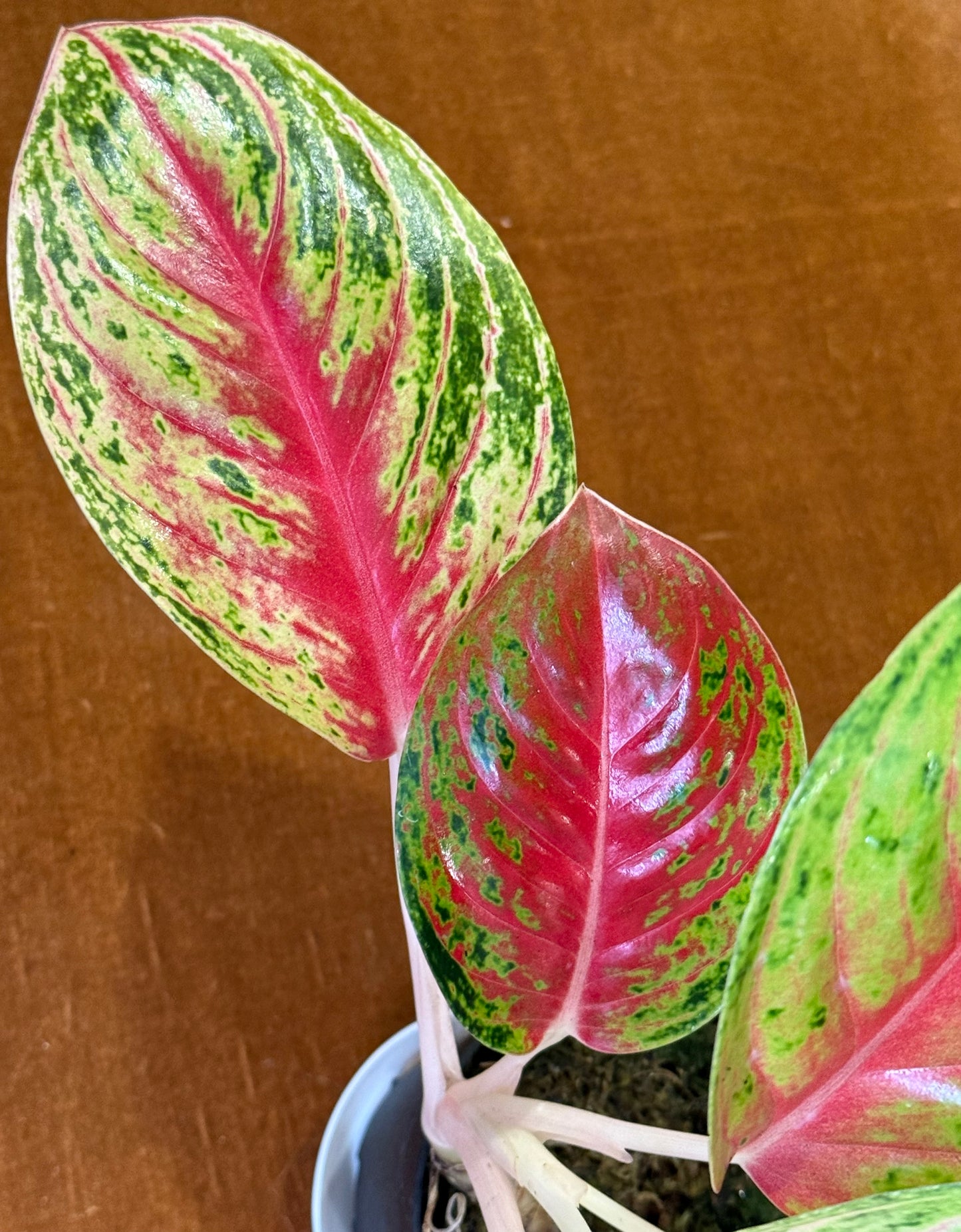 Rare Aglaonema Andini Plant - 4 Inch Pot