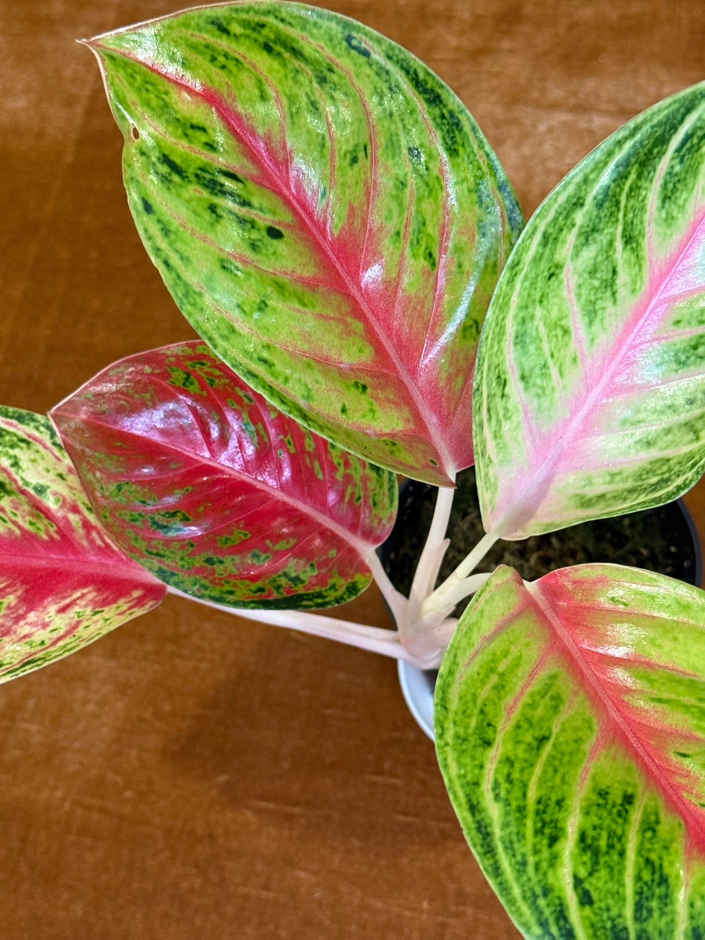 Rare Aglaonema Andini Plant - 4 Inch Pot