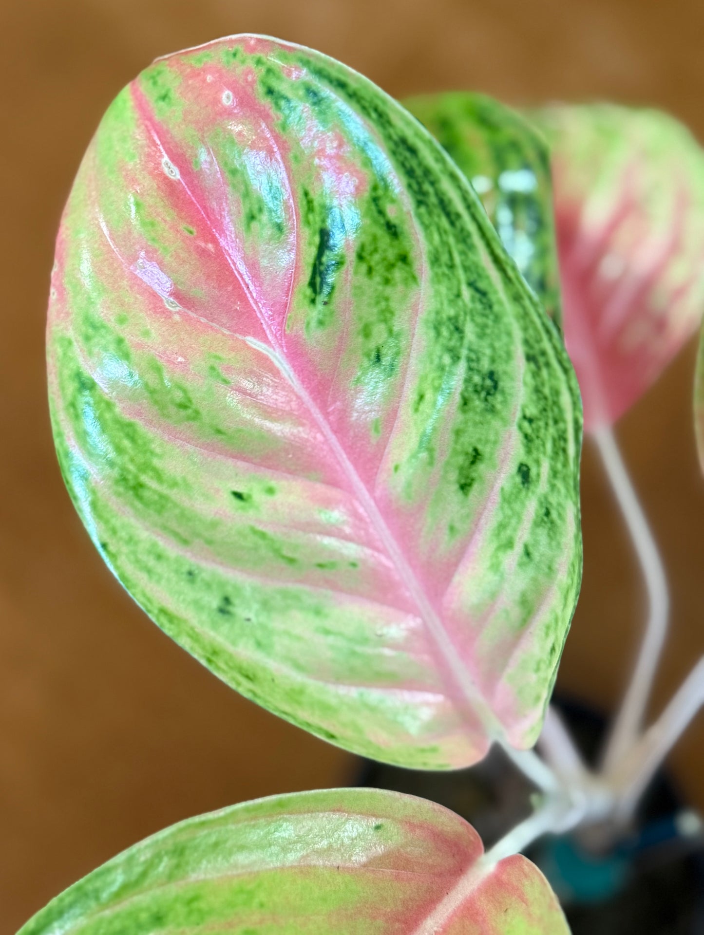 Rare Aglaonema Andini Plant - 4 Inch Pot