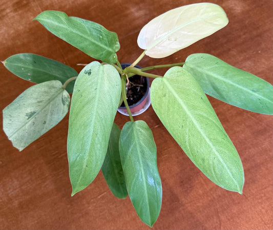 Philodendron Whipple Way~ full plant