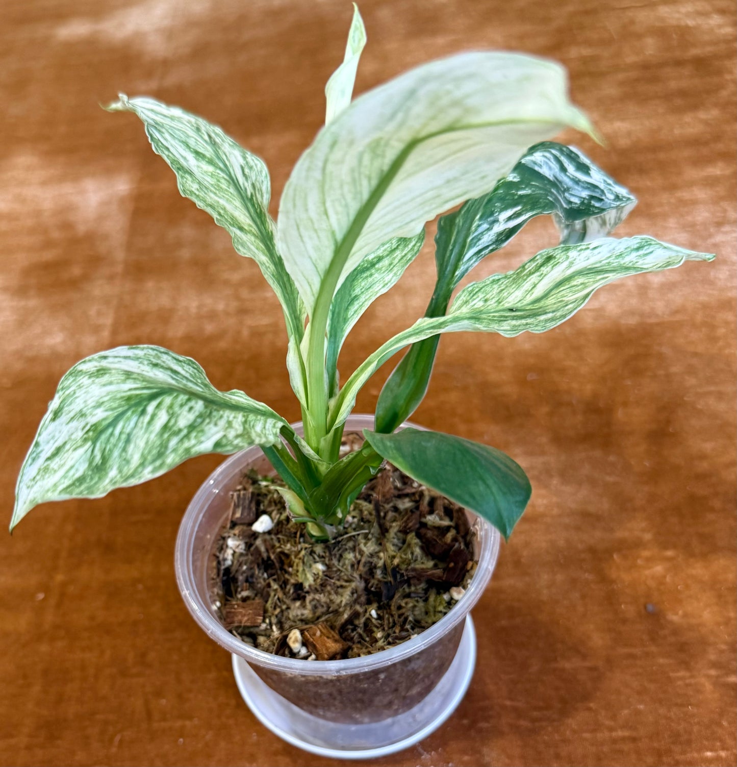 Spathiphyllum Sensation Variegated plant