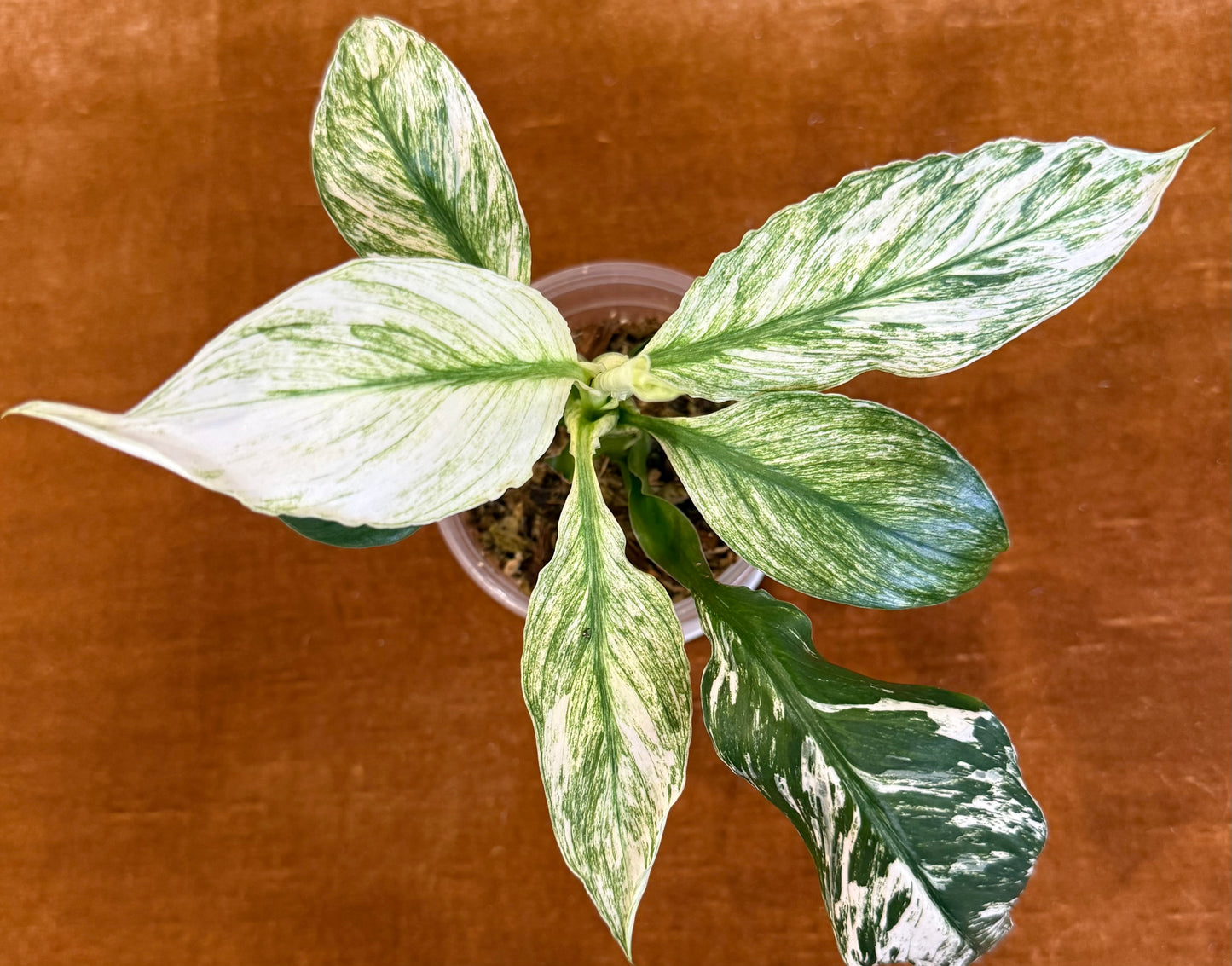 Spathiphyllum Sensation Variegated plant