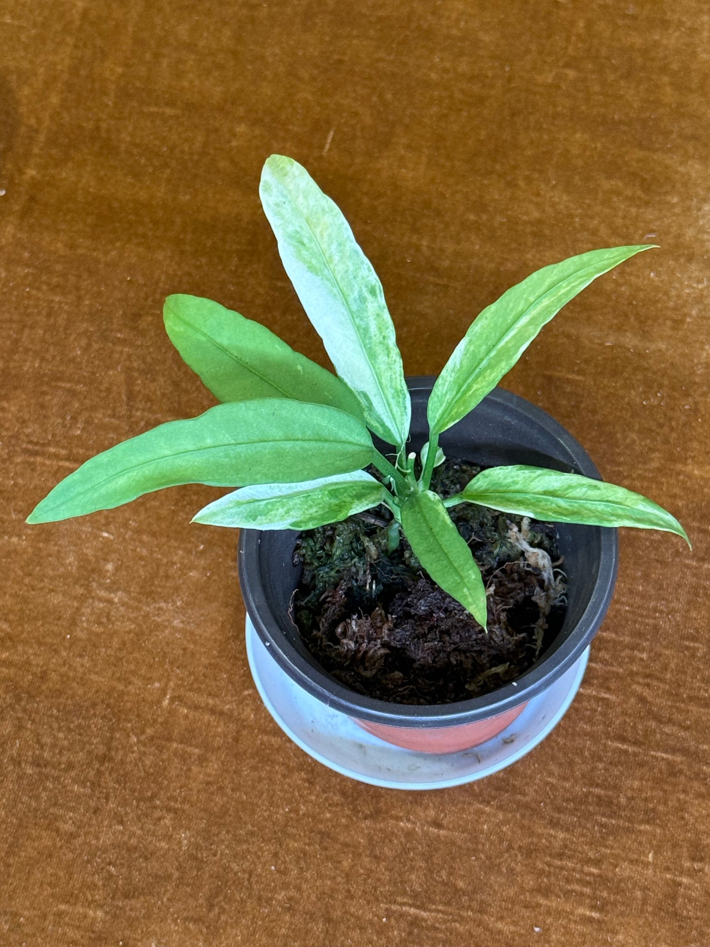 Anthurium vittariifolium variegated