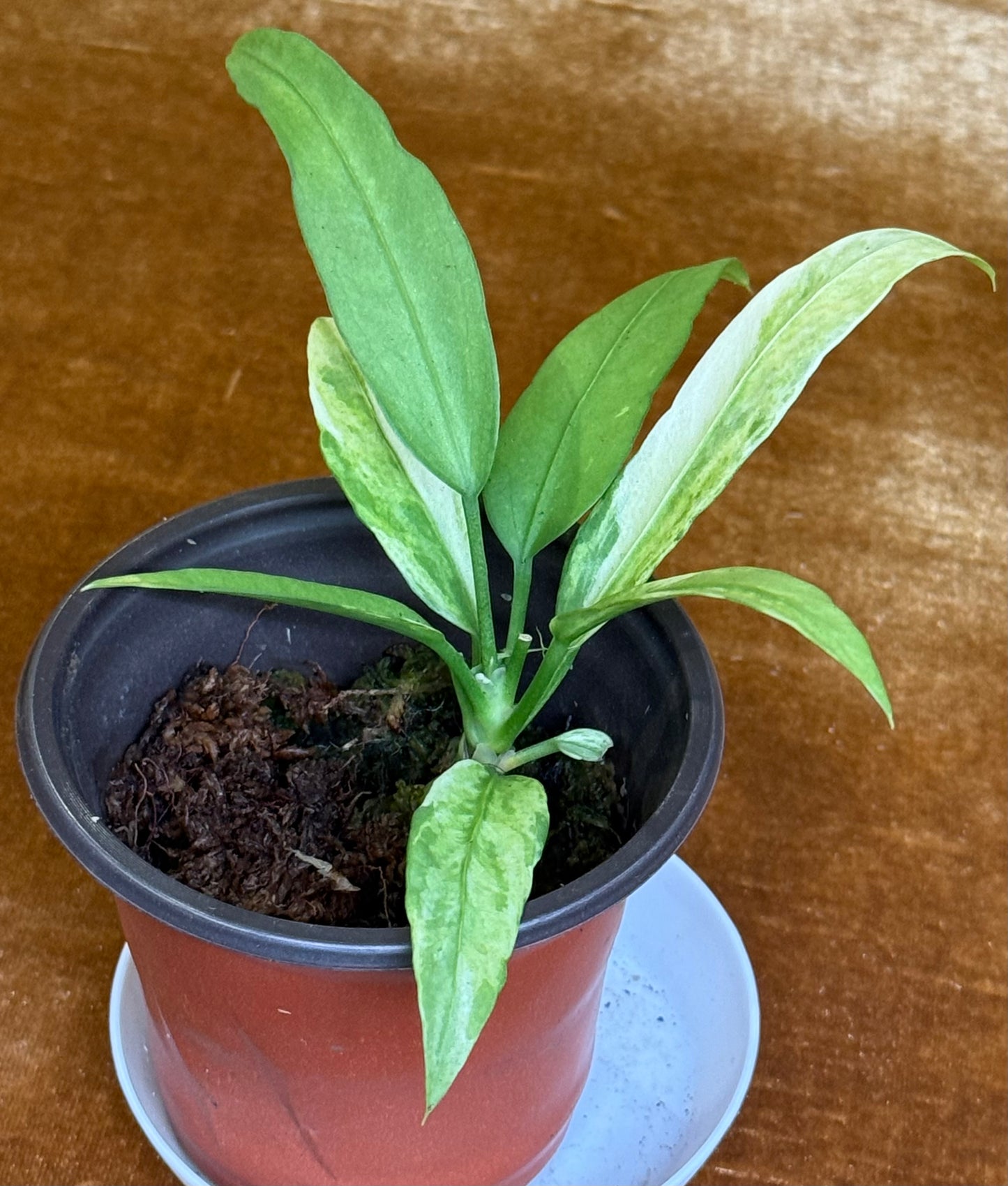 Anthurium vittariifolium variegated