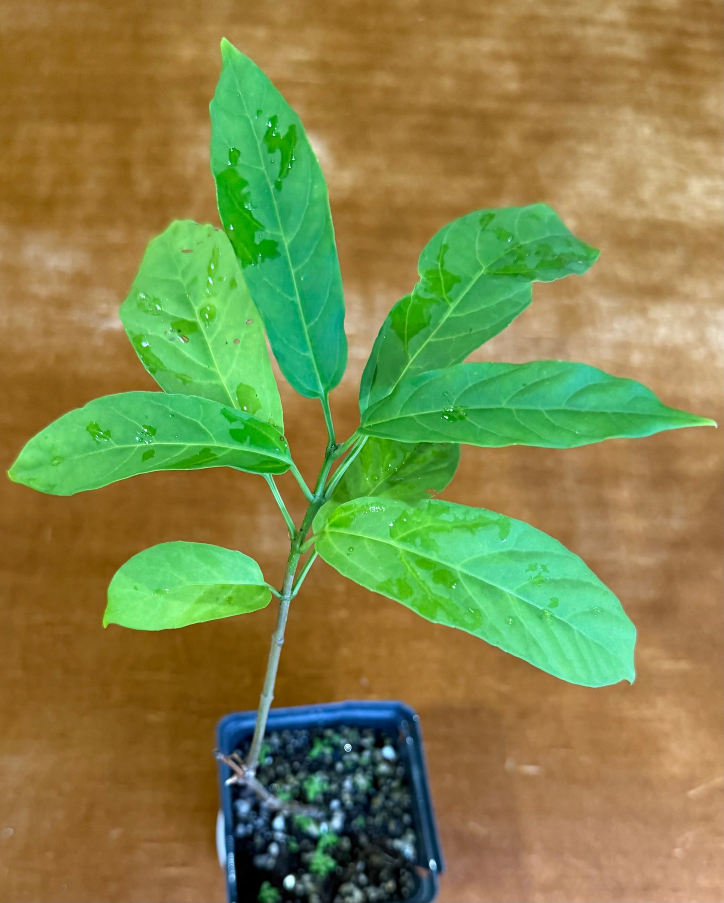Light Bulb plant ~ clerodendrum wallichi ***ADD ON ONLY***