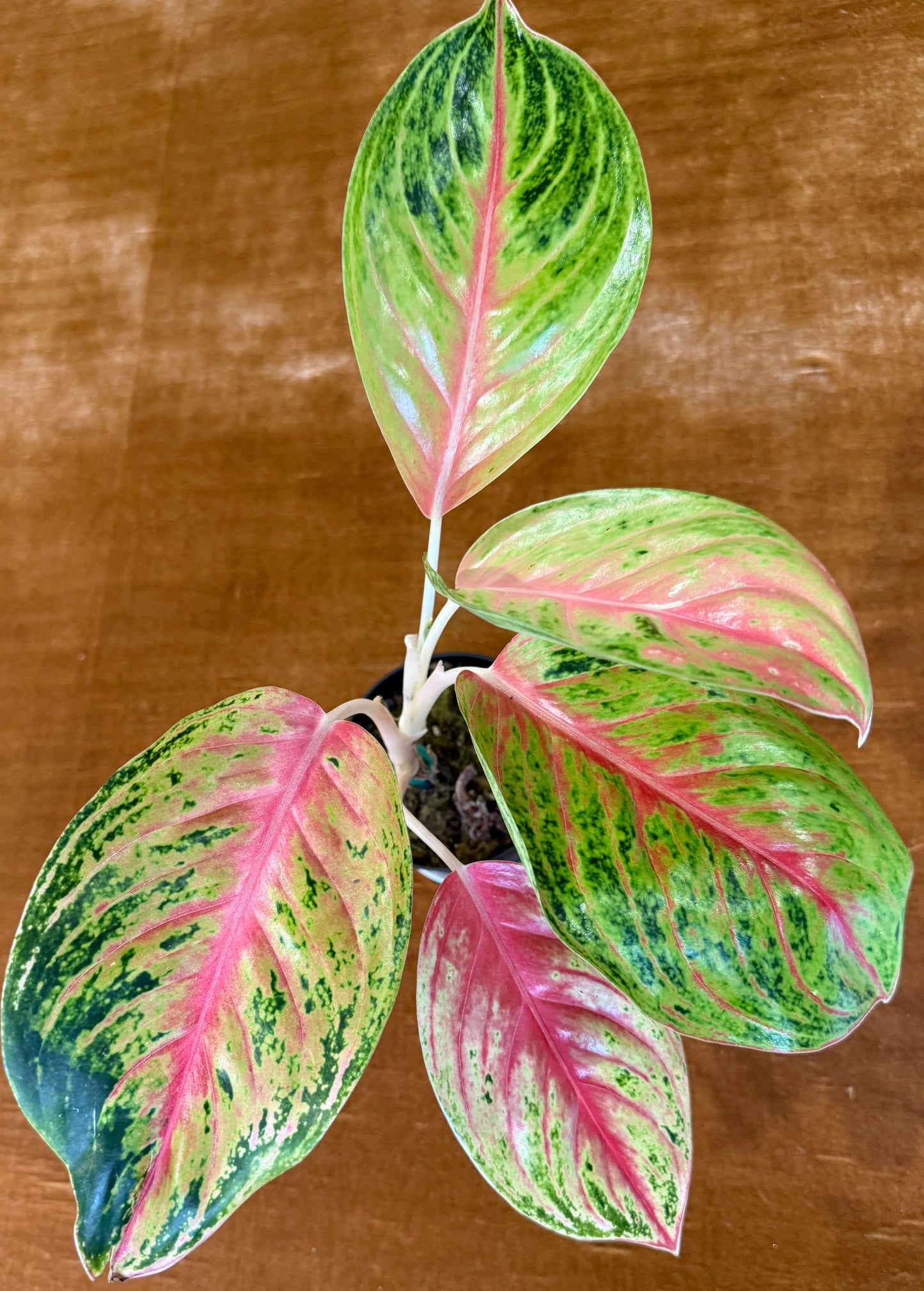 Rare Aglaonema Andini Plant - 4 Inch Pot