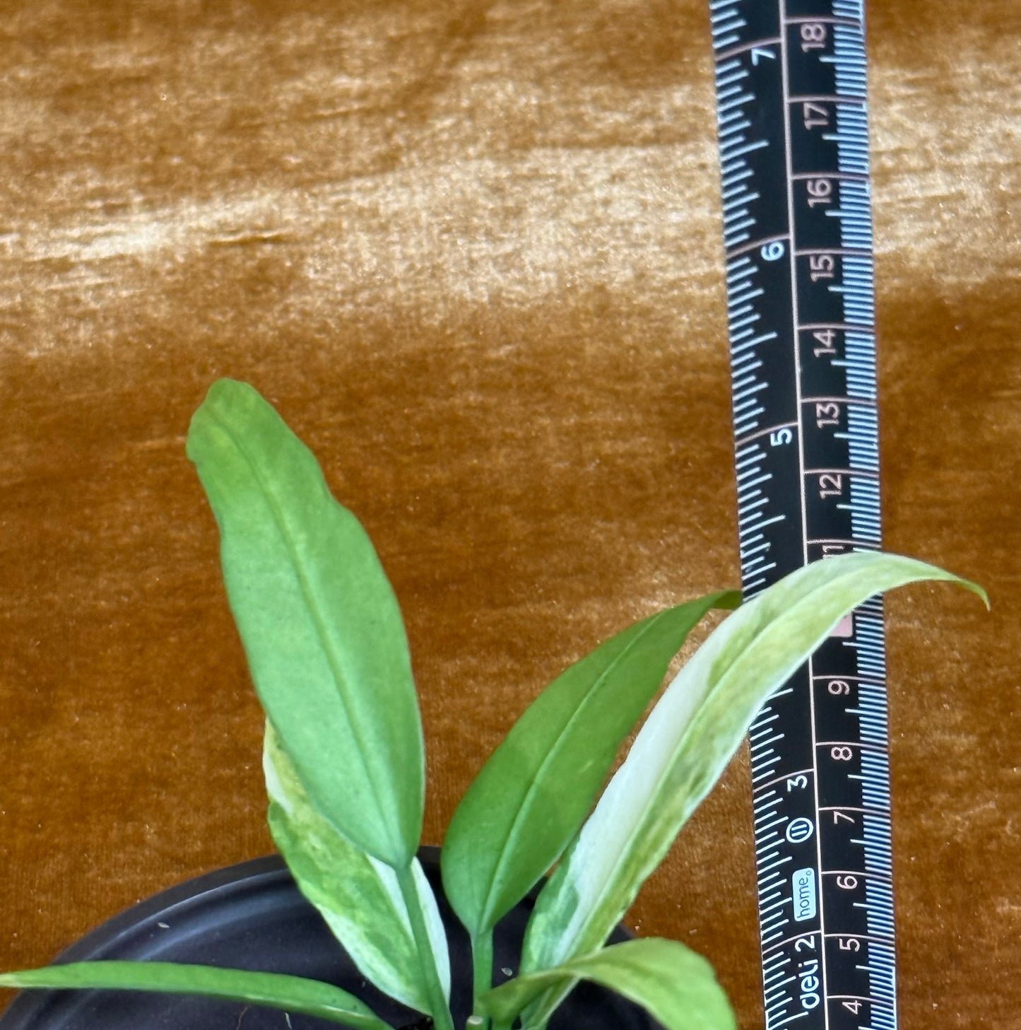 Anthurium vittariifolium variegated