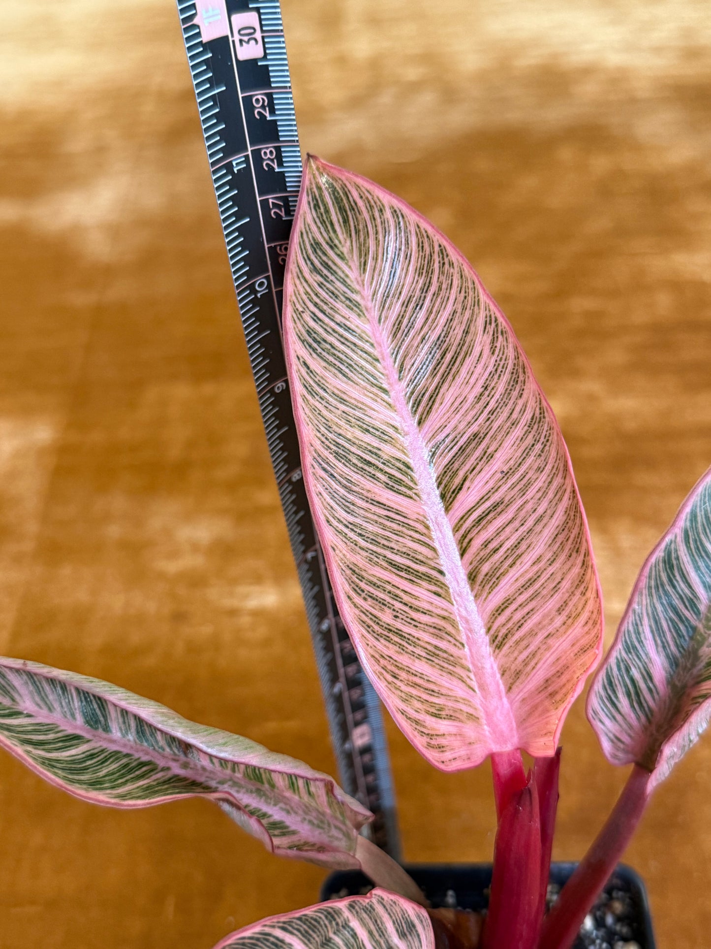 Philodendron Birkin Pink Variegated houseplant
