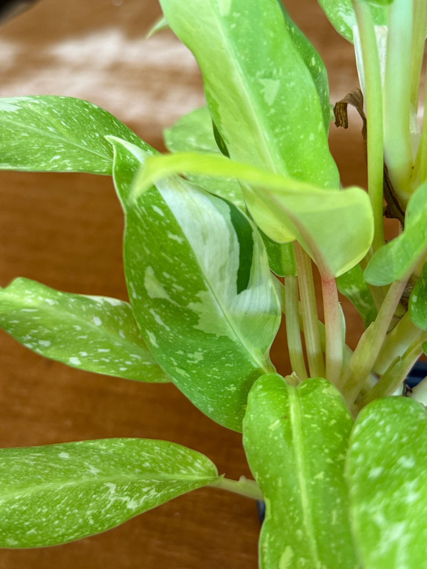 Philodendron Thai Sunrise Galaxy plant