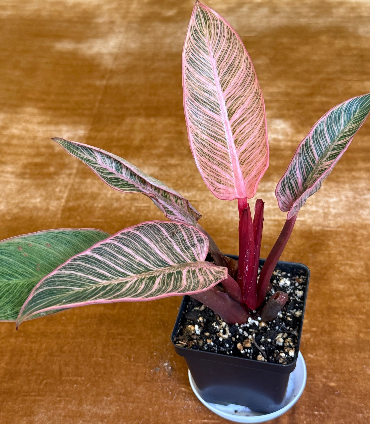 Philodendron Birkin Pink Variegated houseplant