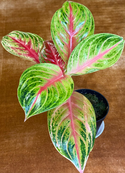 Rare Aglaonema Andini Plant - 4 Inch Pot