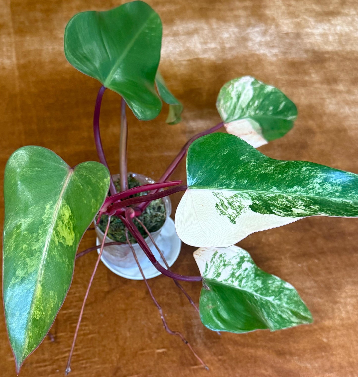 Philodendron Strawberry Shake