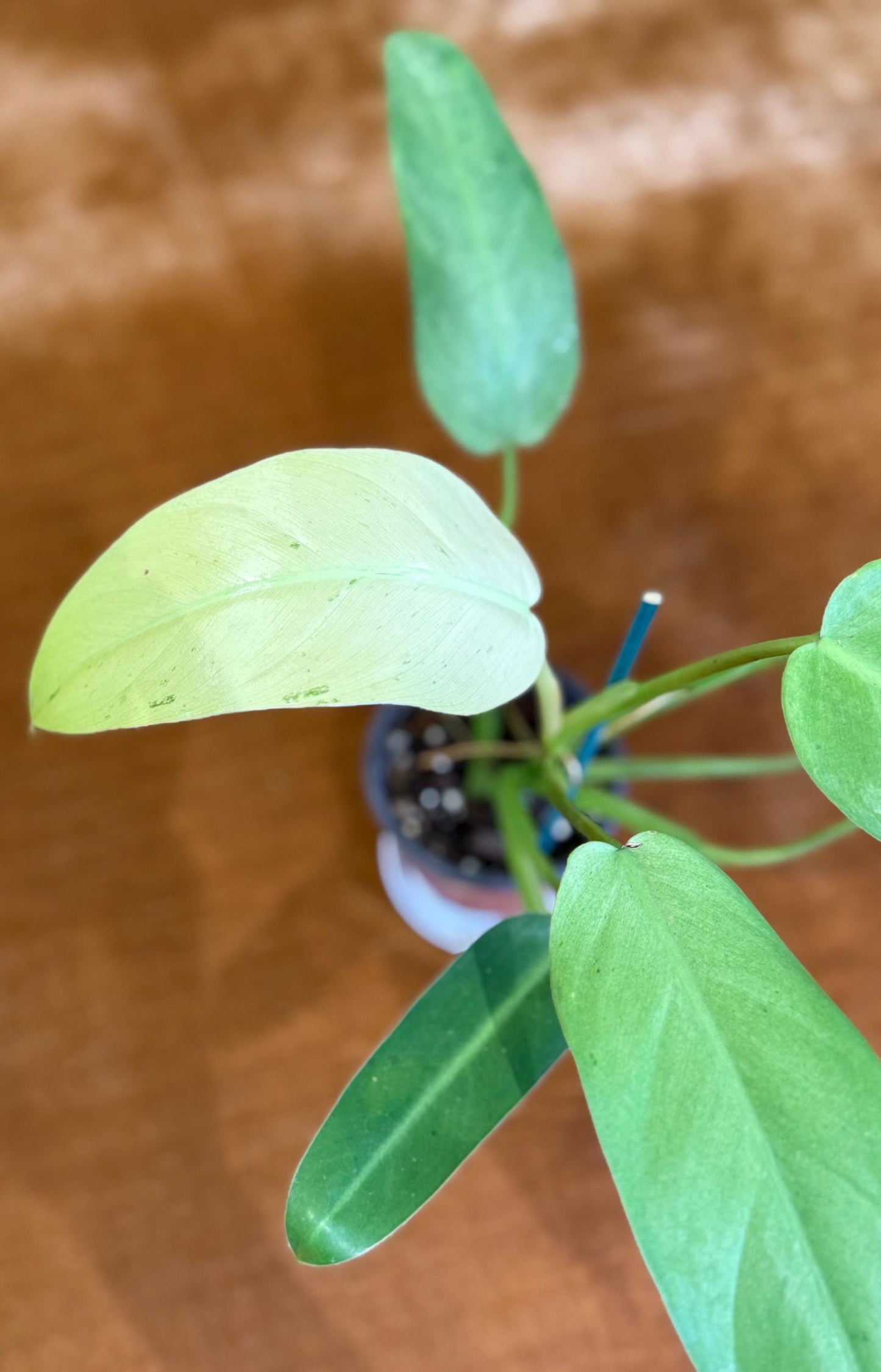 Philodendron Whipple Way~ full plant