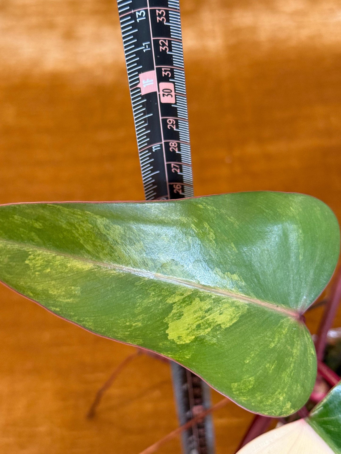 Philodendron Strawberry Shake