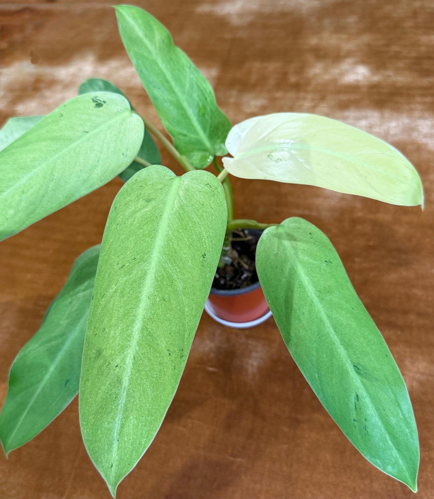 Philodendron Whipple Way~ full plant