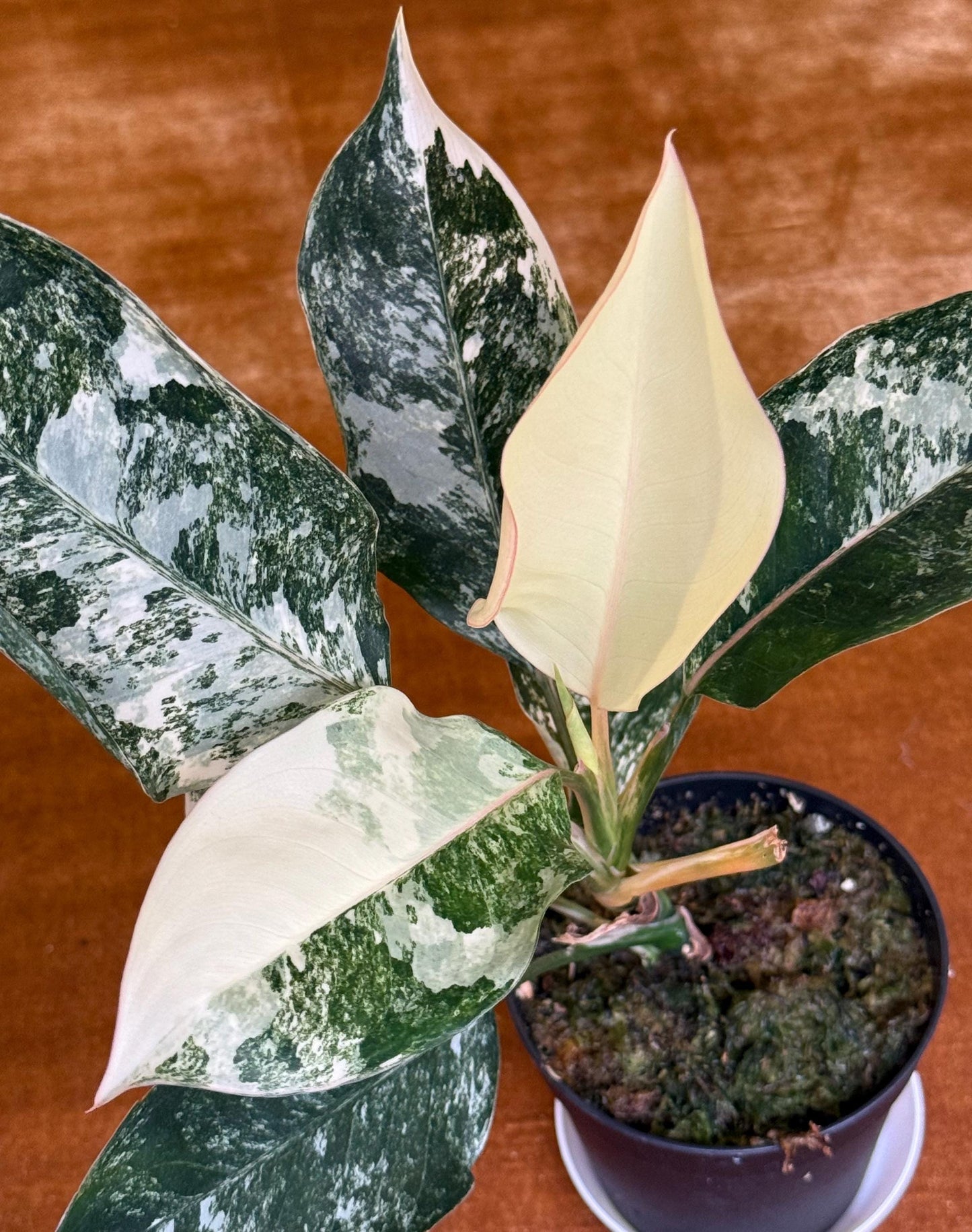 Aglaonema Siam Jade Variegated ~ rare plant