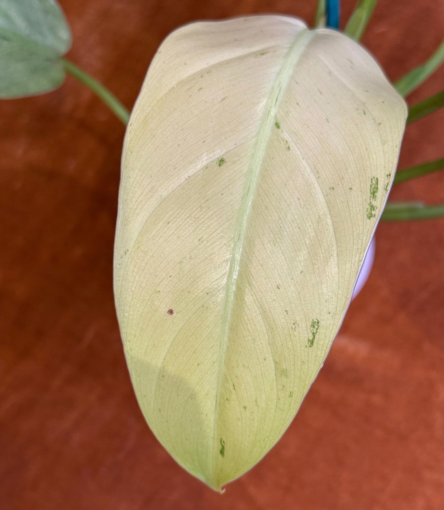 Philodendron Whipple Way~ full plant