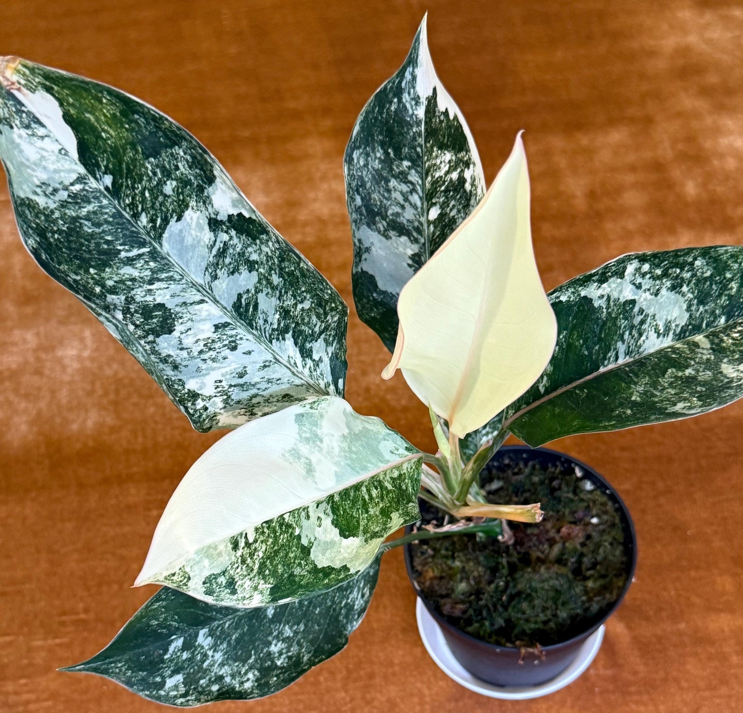 Aglaonema Siam Jade Variegated ~ rare plant