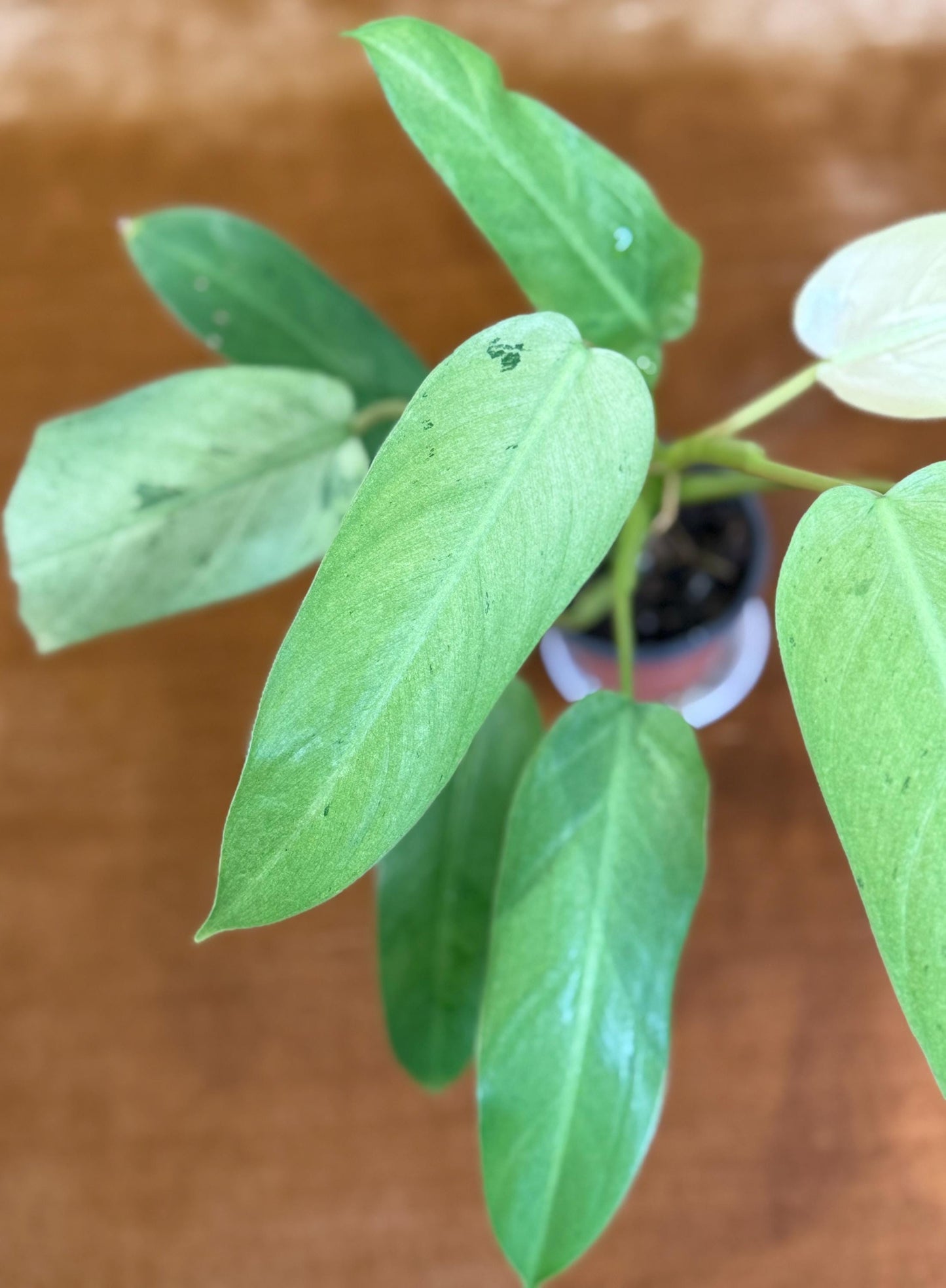 Philodendron Whipple Way~ full plant