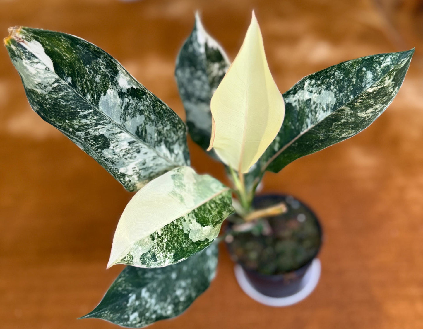 Aglaonema Siam Jade Variegated ~ rare plant