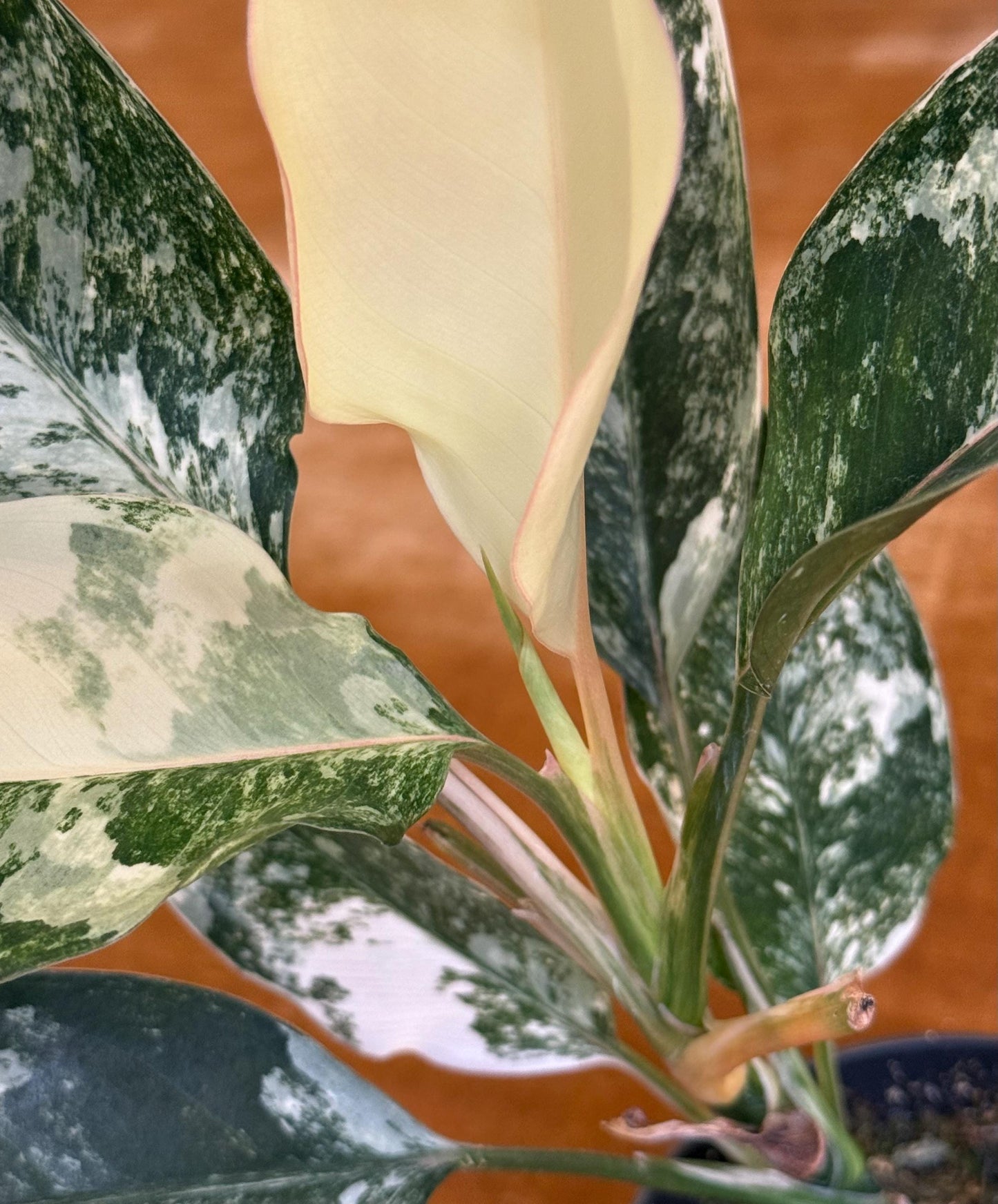 Aglaonema Siam Jade Variegated ~ rare plant