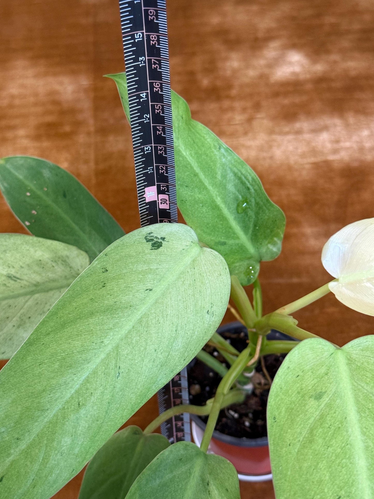 Philodendron Whipple Way~ full plant