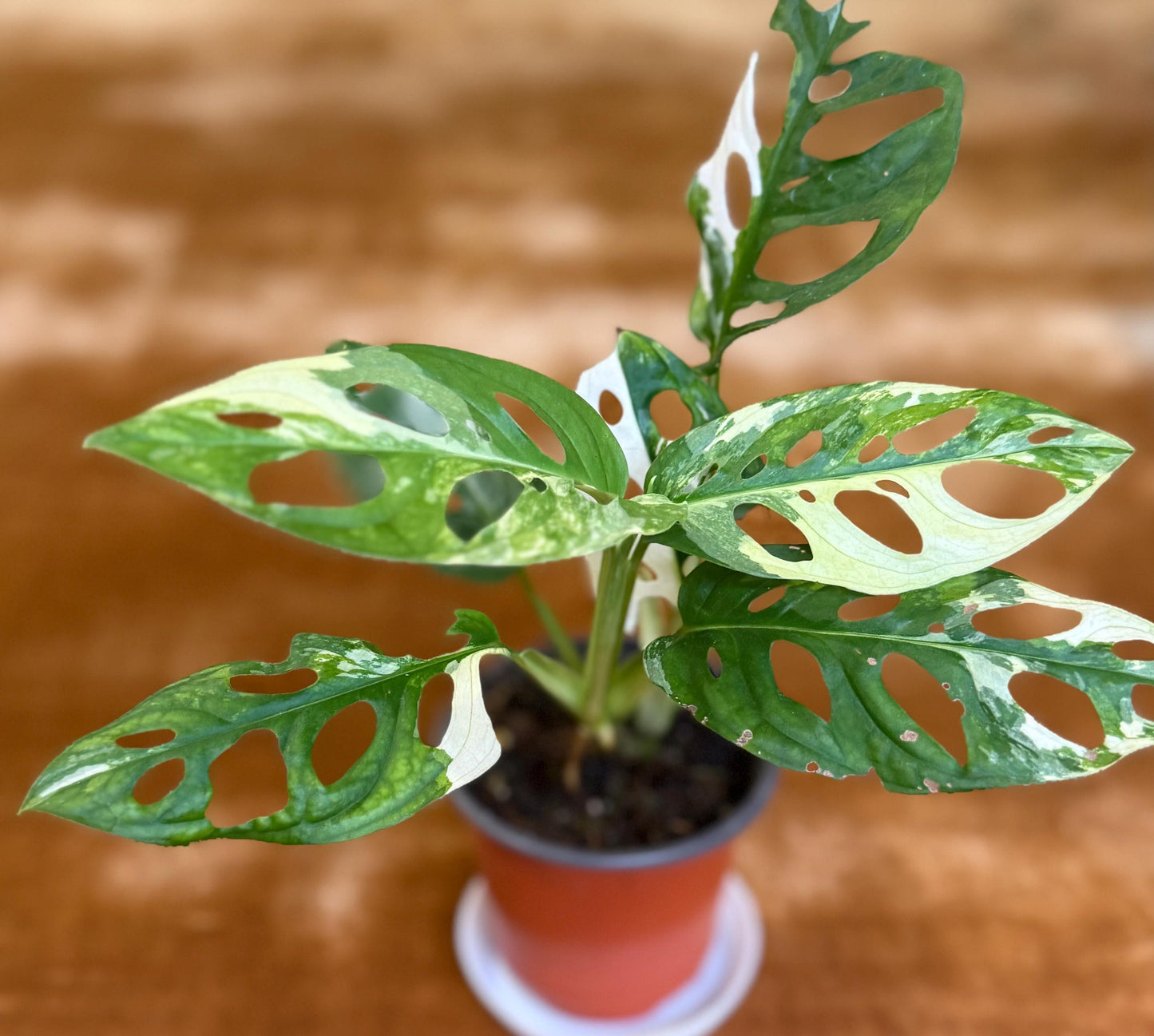 Monstera Adansonii Albo