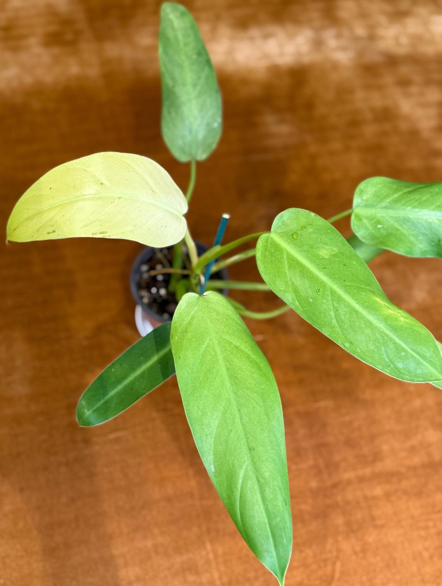 Philodendron Whipple Way~ full plant