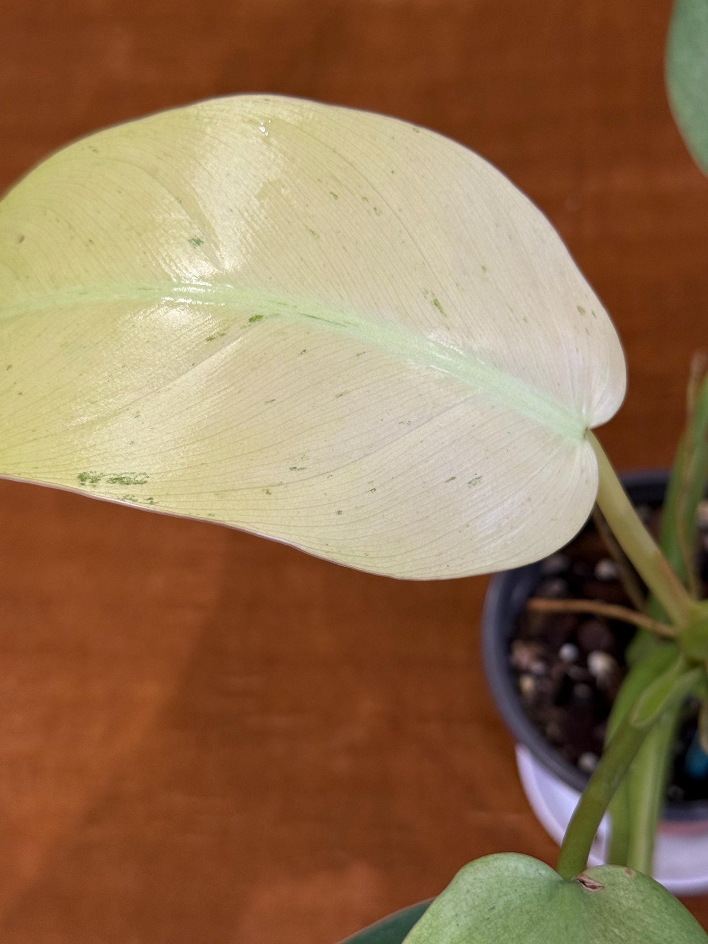 Philodendron Whipple Way~ full plant